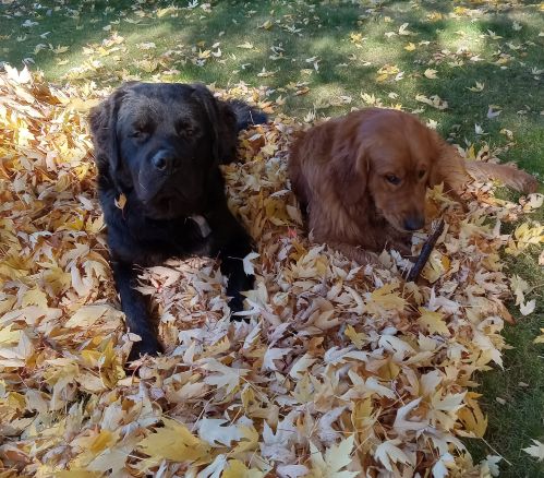tw dogs n leaves 2.jpg